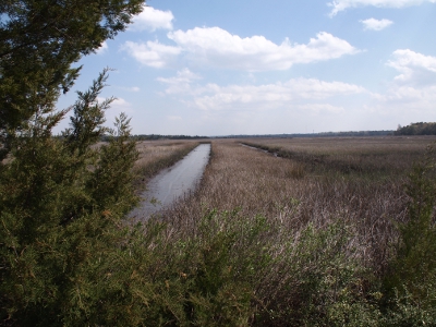 [Looking out at alternating rows of water and vegetation toward a distant flat landscape.]